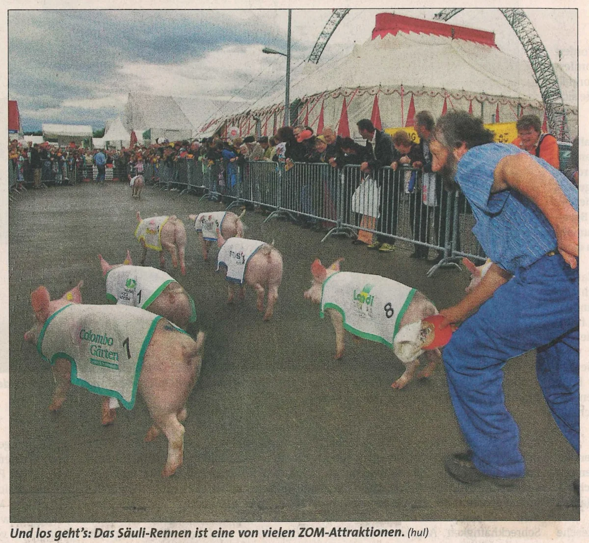 Ein Mann treibt mehrere Schweinchen vor sich her.
